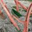 pattee-plow-co-one-row-cultivator-image-10