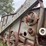 mccormick-deering-no-22-s150d-threshing-machine-image-14