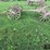 wooden-wheel-running-gear-image-8