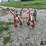 pattee-plow-co-one-row-cultivator-image-6