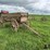 mccormick-deering-triple-box-endgate-seeder-image-3