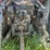 allis-chalmers-7010-tractor-(pd5164)-image-4