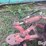international-1000-image-20