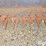 new-holland-490-image-17
