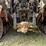 2023-case-ih-470-image-20