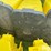john-deere-1770-image-17