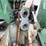 deutz-d5506s-image-18