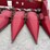 2011-case-ih-3408-image-13