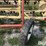 new-holland-256-image-12