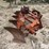 case-ih-5-image-3