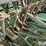 john-deere-b-image-11