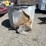lot#---rising-sun-scooter-tires-image-2