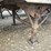 2009-great-dane-53'-x-102"-image-9