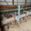 allied-8-row-cultivator-image-2