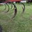 brillion-super-soil-builder-11-shank-disc-chisel-image-13
