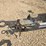 wacker-neuson-ltn-6-image-3