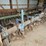 allied-8-row-cultivator-image-3