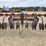 bush-hog-12-image-6