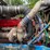 2005-kenworth-t800-image-69