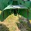 1953-john-deere-g-image-83