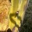 1953-john-deere-g-image-57
