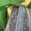 john-deere-a-image-20