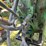 1952-john-deere-a-image-41