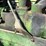 1953-john-deere-g-image-38