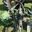 1953-john-deere-50-image-80