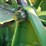 john-deere-gm-image-36