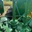 john-deere-a-image-65