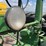 1952-john-deere-a-image-31