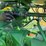 1953-john-deere-gn-image-30