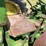 1952-john-deere-g-image-64