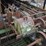 precision-848m-rosser-head-debarker-w/-slant-tranck-w/-4'x4'-control-cab-w/-75hp-motor-missing-parts-sn#547-image-5