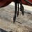 pequa-double-basket-rotary-rake-image-12