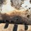 2004-bobcat-t190-image-16