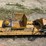 alamo-6'-side-mounted-flail-mower-image-3