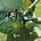 john-deere-b-image-9