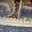 2017-bobcat-e26-image-23
