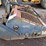 bobcat-rock-hound-bucket-image-2