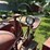 farmall-m-tractor-image-9