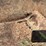 bobcat-763-image-10