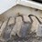 bobcat-743b-image-15