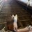 new-holland-791-image-11