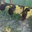 john-deere-7000-image-7