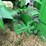 1950-john-deere-mt-image-15