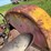 massey-ferguson-95-image-77