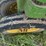 john-deere-model-b-image-13