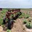 white-plow-image-6